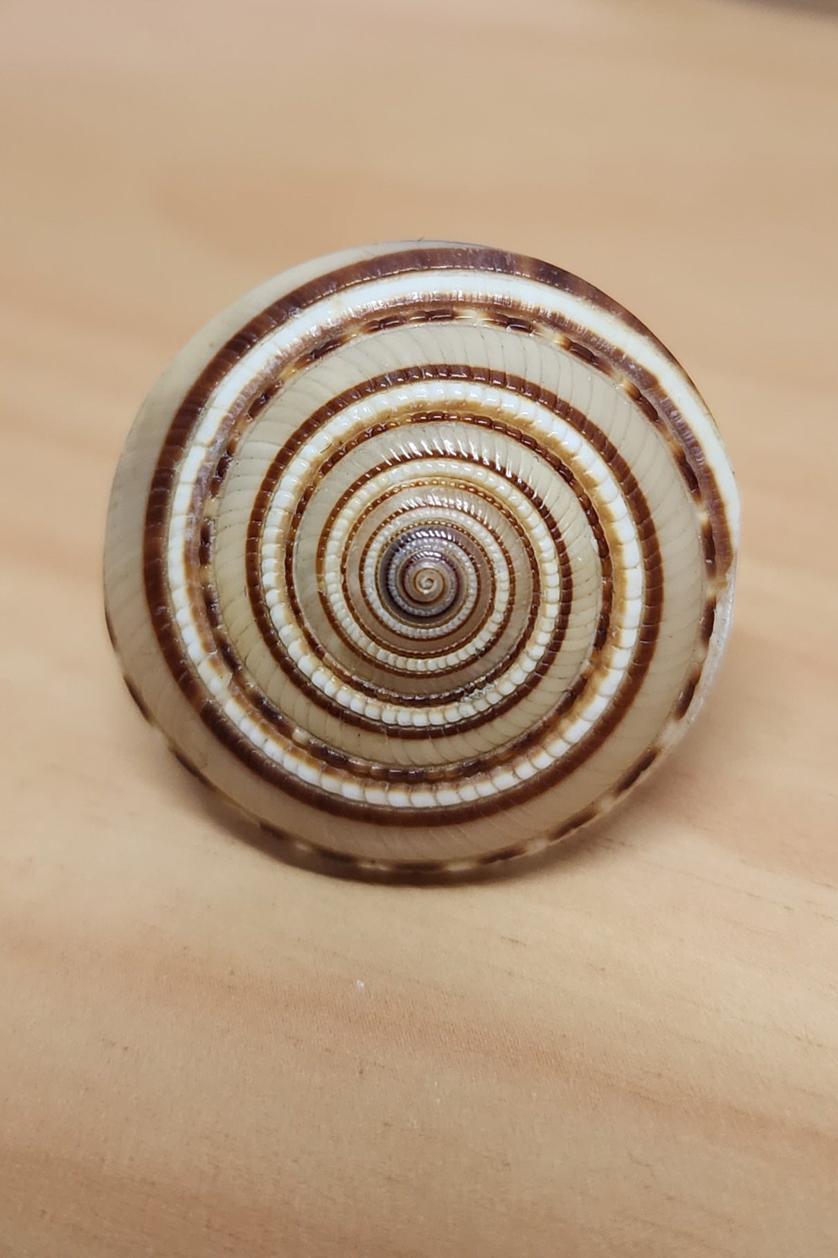 Nautilus Shell Ring